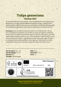 Tulipan 'Sorbet Mix' 15 stk. En sommerlig blanding af enkle tulipaner i bløde pastelnuancer som jordbærrød, syrenhvid og citrongul.