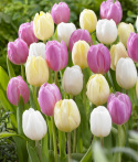 Tulipan 'Sorbet Mix' 15 stk. En sommerlig blanding af enkle tulipaner i bløde pastelnuancer som jordbærrød, syrenhvid og citrongul.