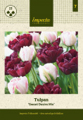 Tulipan 'Sweet Desire Mix' 15 stk.