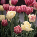 Tulipan 'Symbiose Mix' 15 stk. En glødende blanding af fyldte tulipaner i varme nuancer som hindbærrød, terrakotta og solgul.