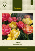 Tulipan 'Symbiose Mix' 15 stk. En glødende blanding af fyldte tulipaner i varme nuancer som hindbærrød, terrakotta og solgul.