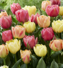 Tulipan 'Symbiose Mix' 15 stk. En glødende blanding af fyldte tulipaner i varme nuancer som hindbærrød, terrakotta og solgul.