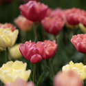 Tulipan 'Symbiose Mix' 15 stk. En glødende blanding af fyldte tulipaner i varme nuancer som hindbærrød, terrakotta og solgul.