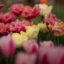 Tulipan 'Symbiose Mix' 15 stk. En glødende blanding af fyldte tulipaner i varme nuancer som hindbærrød, terrakotta og solgul.