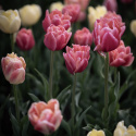 Tulipan 'Symbiose Mix' 15 stk. En glødende blanding af fyldte tulipaner i varme nuancer som hindbærrød, terrakotta og solgul.