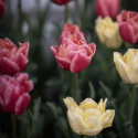 Tulipan 'Symbiose Mix' 15 stk. En glødende blanding af fyldte tulipaner i varme nuancer som hindbærrød, terrakotta og solgul.