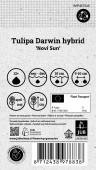 Darwin-hybridtulipan 'Novi Sun' 80 st