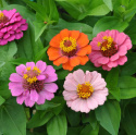 Frøkenhat ''Thumbelina'', Letdyrket sommerblomst med små, dobbelte blomster i sm