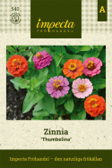 Frøkenhat ''Thumbelina'', Letdyrket sommerblomst med små, dobbelte blomster i sm