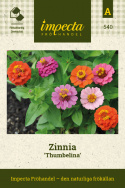 Frøkenhat ''Thumbelina'', Letdyrket sommerblomst med små, dobbelte blomster i sm