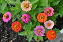 Frøkenhat ''Thumbelina'', Letdyrket sommerblomst med små, dobbelte blomster i sm