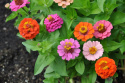 Frøkenhat ''Thumbelina'', Letdyrket sommerblomst med små, dobbelte blomster i sm