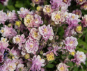 Akeleje 'Winky Double Rose-White', Buskede og kompakte planter til bede og større krukker og plantekasser
