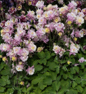 Akeleje 'Winky Double Rose-White', Buskede og kompakte planter til bede og større krukker og plantekasser
