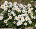 Alpeasters 'Albus', Masser af enkelte, små, rent hvide blomster med en gul midte.