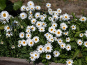 Alpeasters 'Albus', Masser af enkelte, små, rent hvide blomster med en gul midte.