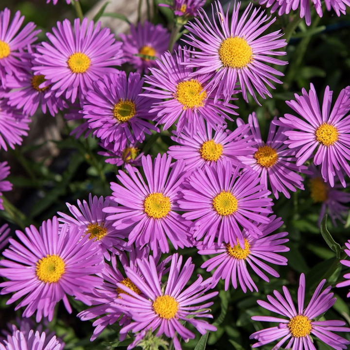 Alpeasters 'Pinkie', Masser af enkelte, små, intenst lyserøde blomster med en gul midte.