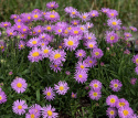 Alpeasters 'Pinkie', Masser af enkelte, små, intenst lyserøde blomster med en gul midte.