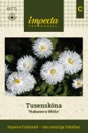 Tusindfryd 'Habanera White', Flotte, rent hvide, store, fyldte blomster på lave, tuedannende planter.