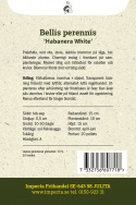 Tusindfryd 'Habanera White', Flotte, rent hvide, store, fyldte blomster på lave, tuedannende planter.