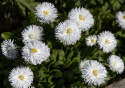 Tusindfryd 'Habanera White', Flotte, rent hvide, store, fyldte blomster på lave, tuedannende planter.