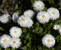 Tusindfryd 'Habanera White', Flotte, rent hvide, store, fyldte blomster på lave, tuedannende planter.