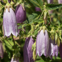 Prikket klokke 'Rubriflora', Pragtfuld staude med store, hængende, lys lilla-violette klokker,