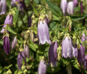 Prikket klokke 'Rubriflora', Pragtfuld staude med store, hængende, lys lilla-violette klokker,
