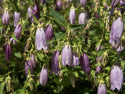 Prikket klokke 'Rubriflora', Pragtfuld staude med store, hængende, lys lilla-violette klokker,