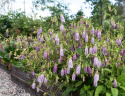 Prikket klokke 'Rubriflora', Pragtfuld staude med store, hængende, lys lilla-violette klokker,