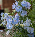 Kinesisk ridderspore 'Summer Blues', Masser af store, himmelblå, enkelte blomster samlet i toppe over løvet.