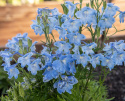 Kinesisk ridderspore 'Summer Blues', Masser af store, himmelblå, enkelte blomster samlet i toppe over løvet.