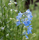 Kinesisk ridderspore 'Summer Blues', Masser af store, himmelblå, enkelte blomster samlet i toppe over løvet.