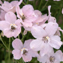 Kinesisk ridderspore 'Summer Morning', Masser af store, lyst pastelrosa, enkelte blomster samlet i toppe over løvet.