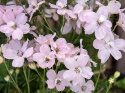 Kinesisk ridderspore 'Summer Morning', Masser af store, lyst pastelrosa, enkelte blomster samlet i toppe over løvet.