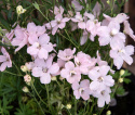 Kinesisk ridderspore 'Summer Morning', Masser af store, lyst pastelrosa, enkelte blomster samlet i toppe over løvet.