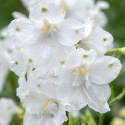 Kinesisk ridderspore 'Summer Stars', Masser af store, snehvide, enkelte blomster samlet i toppe over løvet.