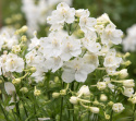 Kinesisk ridderspore 'Summer Stars', Masser af store, snehvide, enkelte blomster samlet i toppe over løvet.