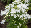 Kinesisk ridderspore 'Summer Stars', Masser af store, snehvide, enkelte blomster samlet i toppe over løvet.