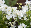 Kinesisk ridderspore 'Summer Stars', Masser af store, snehvide, enkelte blomster samlet i toppe over løvet.