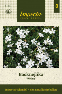 Bakkenellike 'White', Masser af små hvide, blomster med frynsede kronbladskanter.
