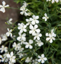 Bakkenellike 'White', Masser af små hvide, blomster med frynsede kronbladskanter.