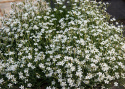 Bakkenellike 'White', Masser af små hvide, blomster med frynsede kronbladskanter.