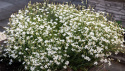 Bakkenellike 'White', Masser af små hvide, blomster med frynsede kronbladskanter.