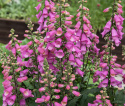 Fingerbøl F1 'Bubbly Pink', Fortryllende smukke, store, purpurrosa klokkeblomster på tætte spir med lang blomstringstid.