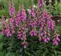 Fingerbøl F1 'Bubbly Pink', Fortryllende smukke, store, purpurrosa klokkeblomster på tætte spir med lang blomstringstid.