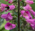 Fingerbøl F1 'Bubbly Pink', Fortryllende smukke, store, purpurrosa klokkeblomster på tætte spir med lang blomstringstid.