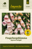 Fingerbøl 'Apricot Delight', Skønt indslag i det romantiske bed og i større blomsterarrangementer.