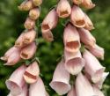 Fingerbøl 'Apricot Delight', Skønt indslag i det romantiske bed og i større blomsterarrangementer.