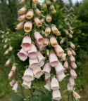 Fingerbøl 'Apricot Delight', Skønt indslag i det romantiske bed og i større blomsterarrangementer.